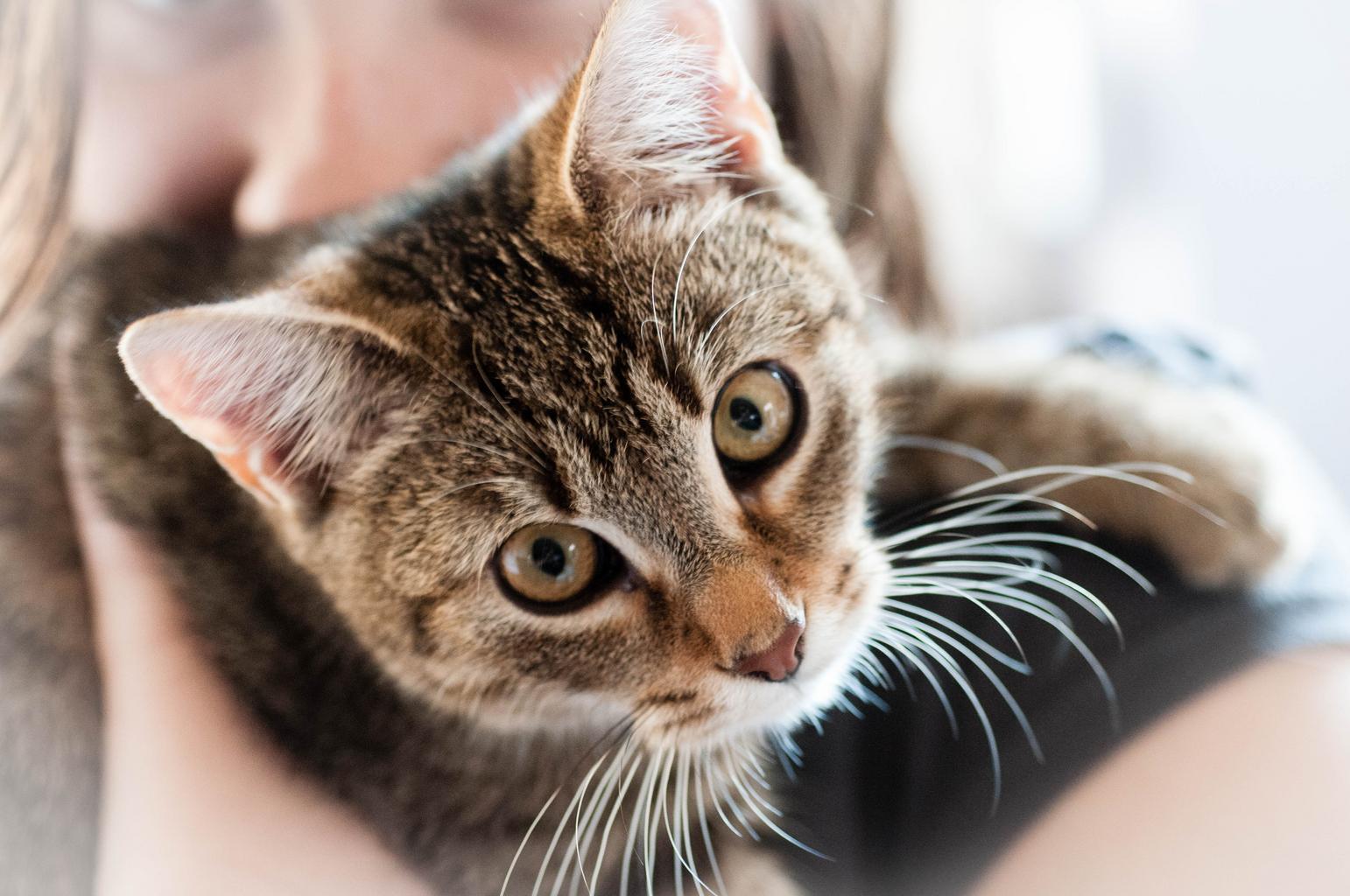 Original cat portrait photo